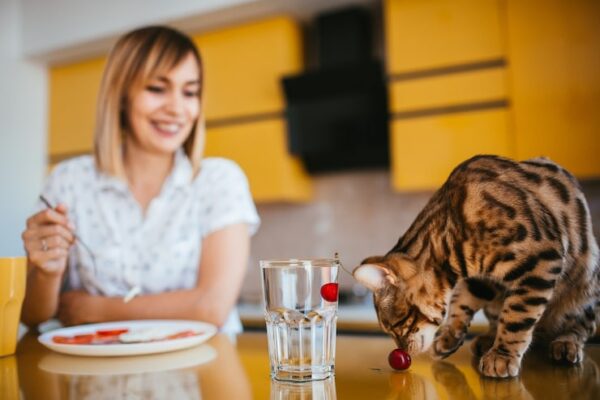 Ile Może Przeżyć Kot Bez Jedzenia I Picia?
