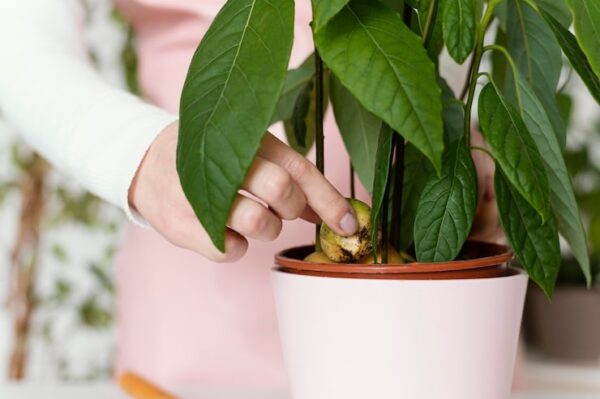Aglaonema – jak rozmnażać?