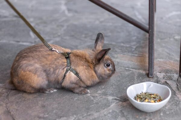 Czy króliki mogą jeść orzechy?