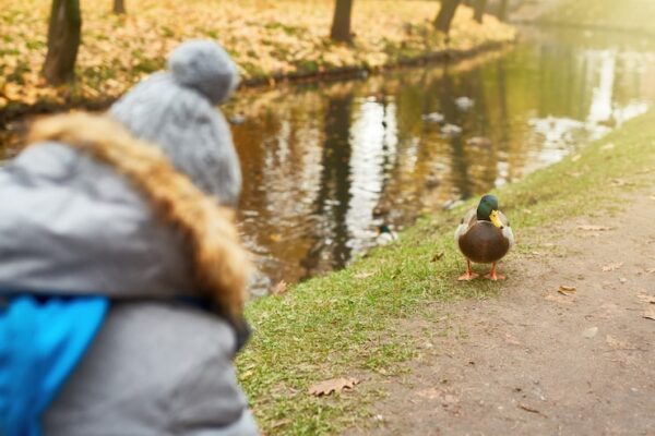Jak hodować kaczki