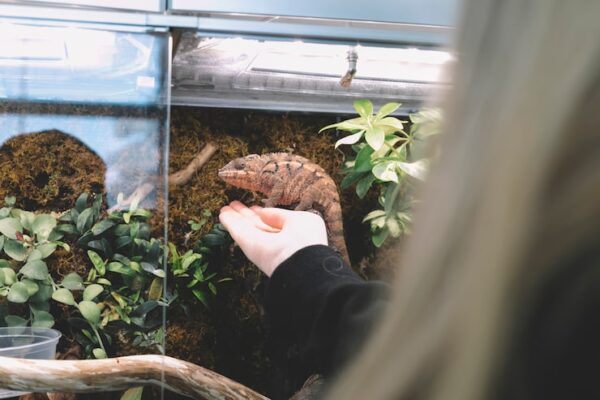 Mata Grzewcza Terrarium Jak Zamontować?