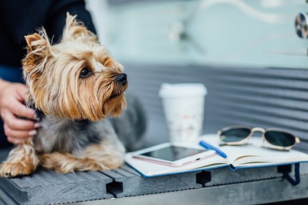 Shih Tzu ile kosztuje
