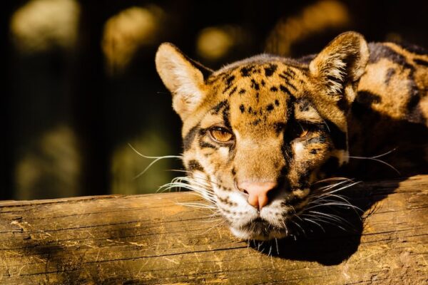 Który z kotów jest największy, gepard, jaguar czy tygrys