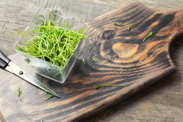 Jak Głęboko Siać Koper