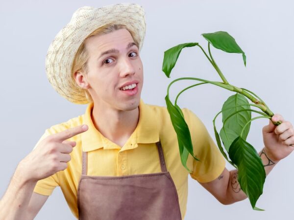 Jak wyglądają liście pasternaku