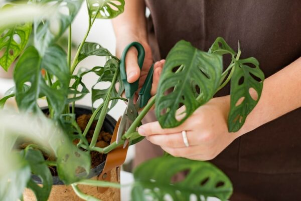 Monstera jak ją wiązać