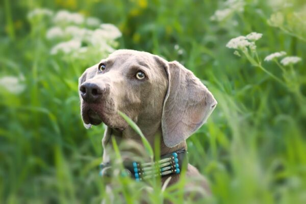 Labrador – jak wygląda?