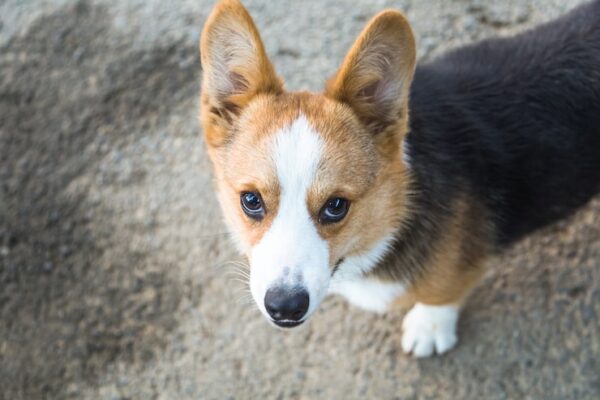 Jak wygląda pies corgi?