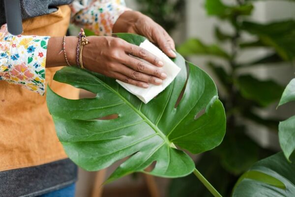 Jak Pielęgnować Monstera